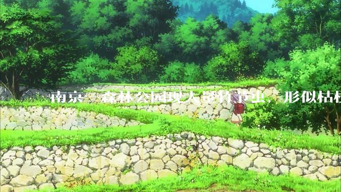 南京一森林公园现大量竹节虫，形似枯枝，网友称凑近才发现是虫子落荒而逃，竹节虫会不会咬人？碰到它会怎样？